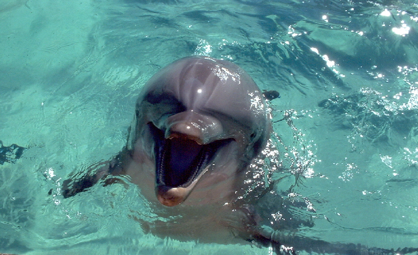 There's nothing like a curious, friendly dolphin! - Destin, FL - www.capt-nemo.com